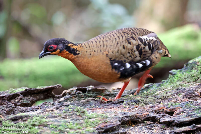 Red-breasted Partridge male adult