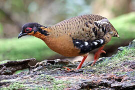 Red-breasted Partridge