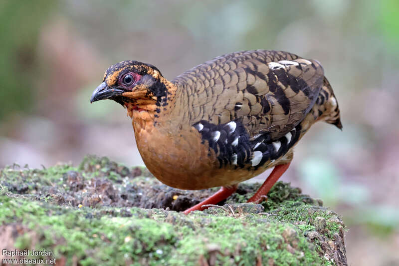 Red-breasted Partridge female adult
