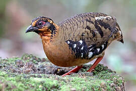 Red-breasted Partridge