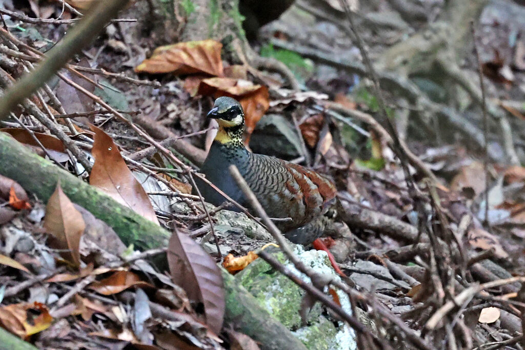 Taiwan Partridge