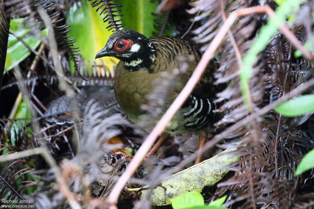 Torquéole de Rolladulte, identification