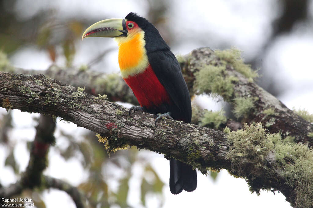 Toucan à ventre rougeadulte, identification