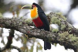 Green-billed Toucan