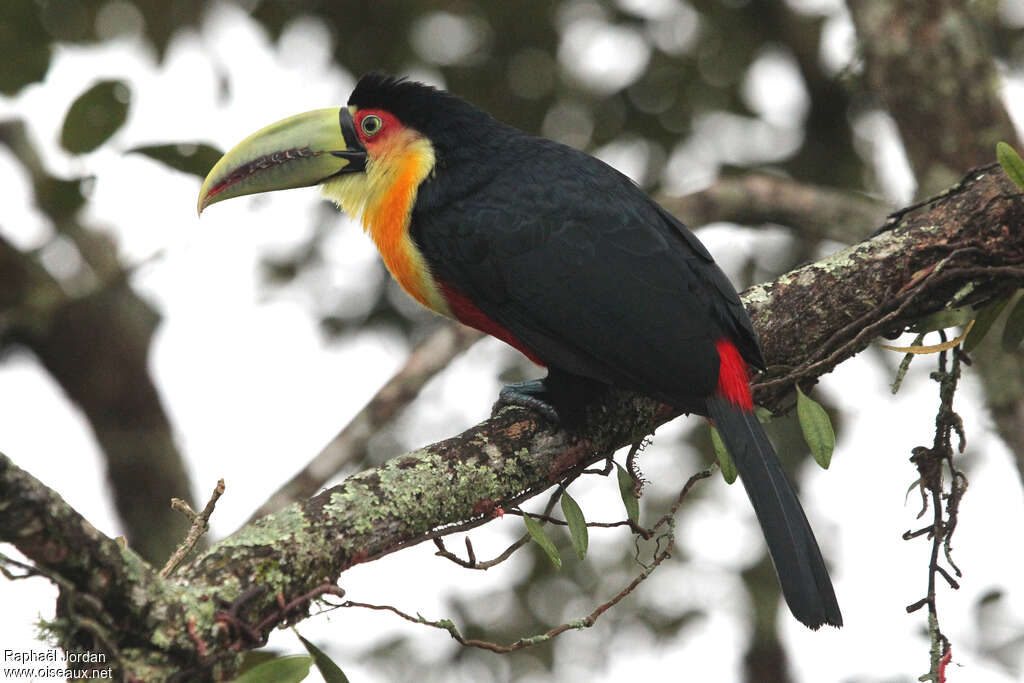 Green-billed Toucanadult