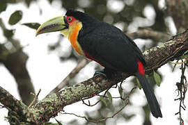 Green-billed Toucan