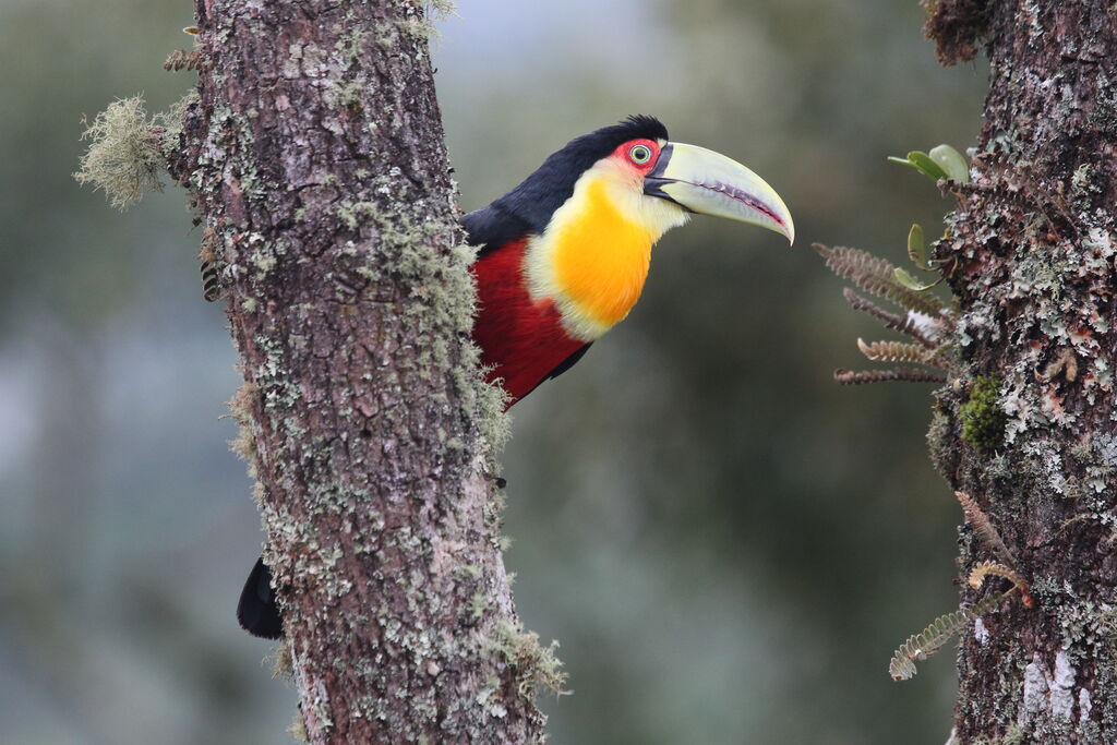 Toucan à ventre rouge