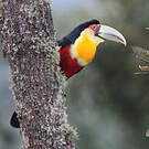 Toucan à ventre rouge