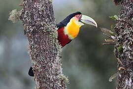 Green-billed Toucan