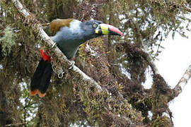 Grey-breasted Mountain Toucan