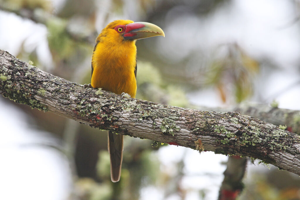 Toucan de Baillon