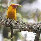 Toucan de Baillon