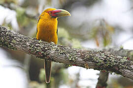 Saffron Toucanet