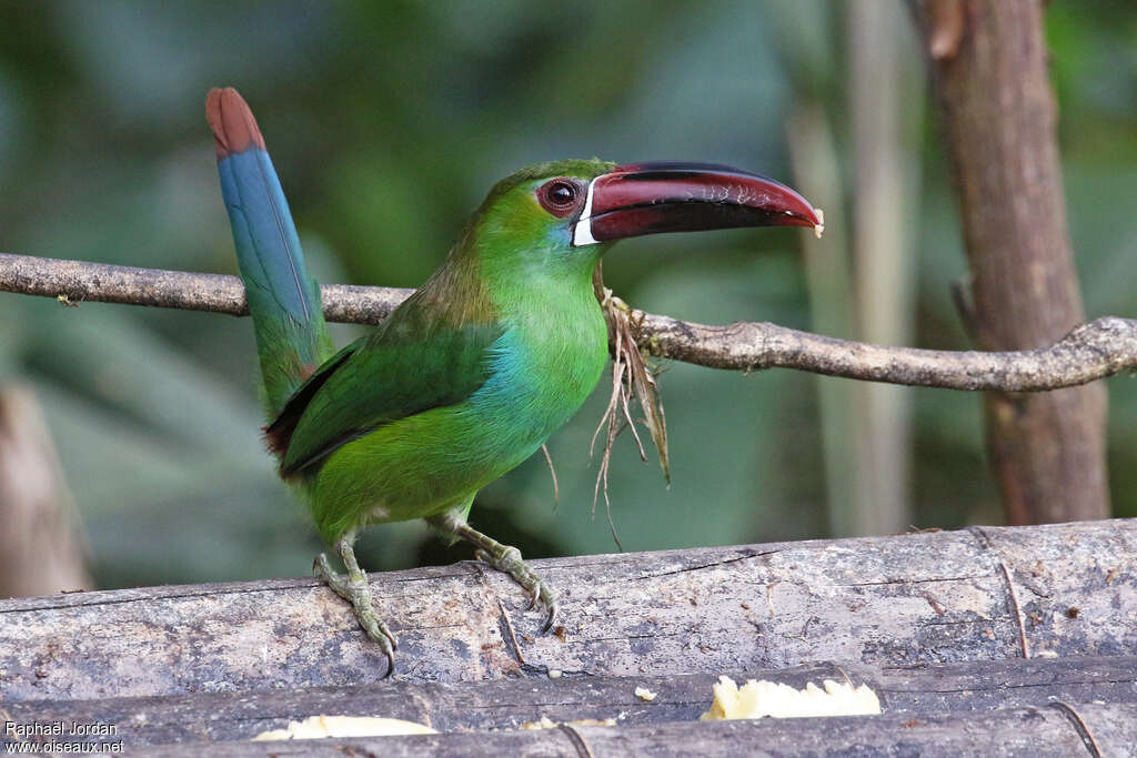 Toucanet à croupion rougeadulte, pigmentation