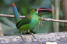 Toucanet à croupion rouge