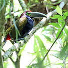 Toucanet à oreilles d'or