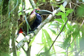 Toucanet à oreilles d'or