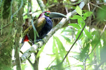 Toucanet à oreilles d'or