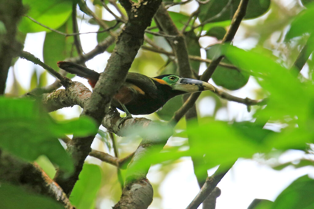 Gould's Toucanet male adult