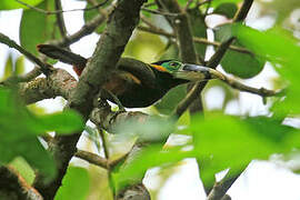 Gould's Toucanet