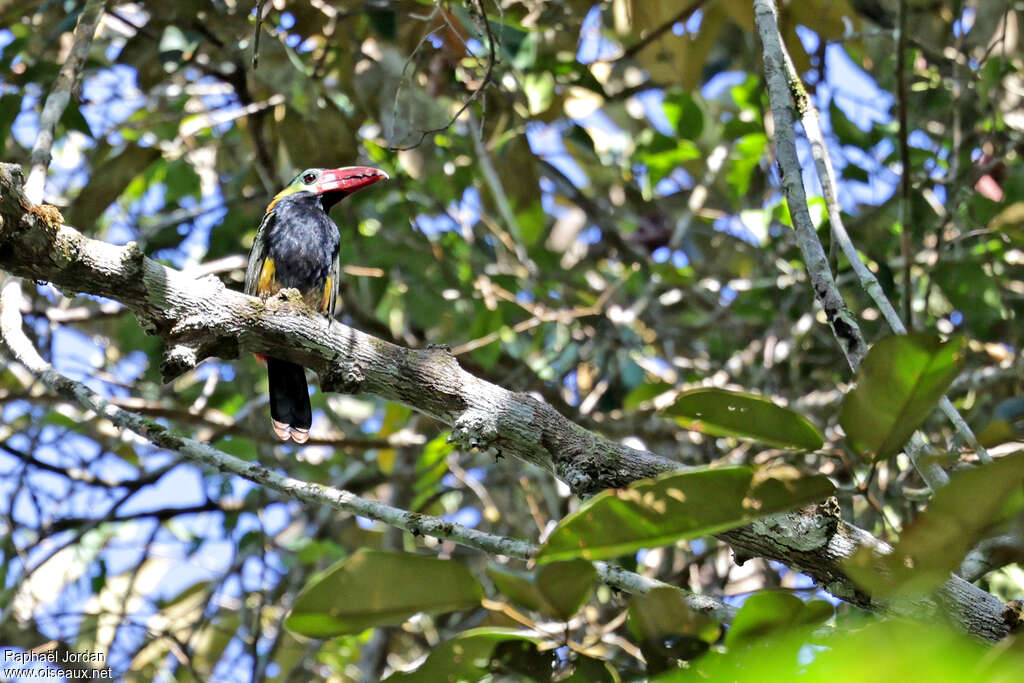 Toucanet de Natterer