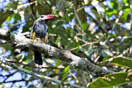 Tawny-tufted Toucanet