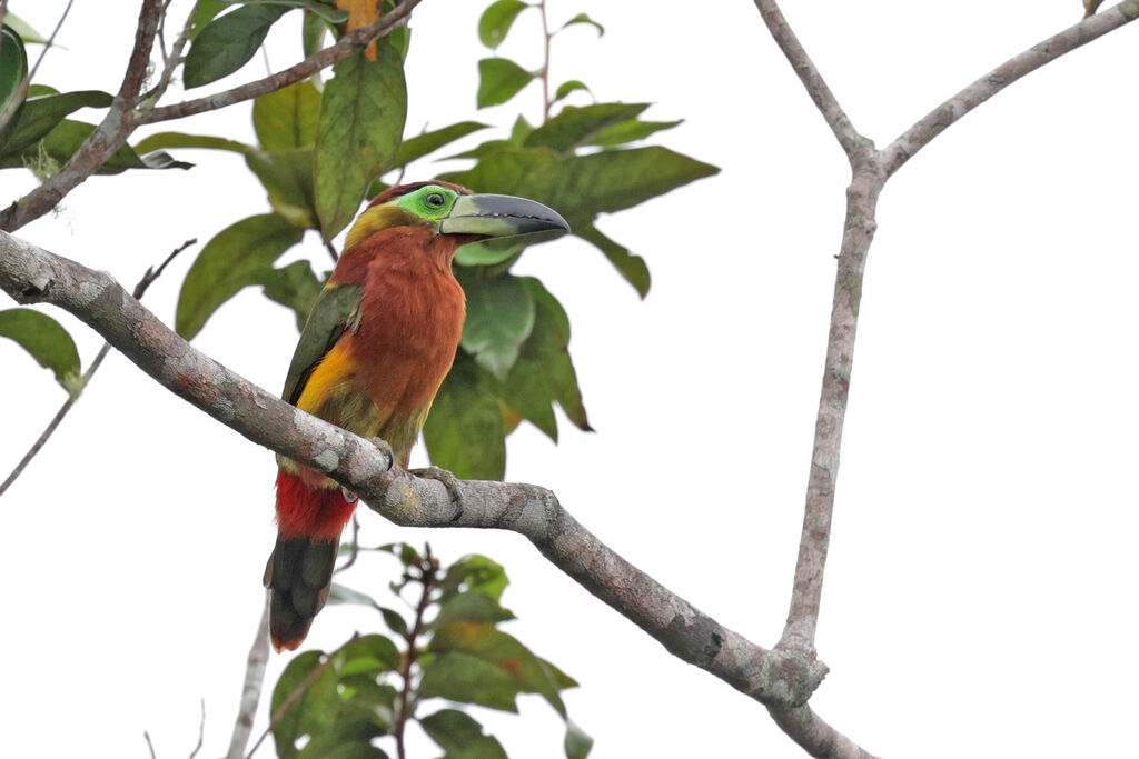 Golden-collared Toucanet female adult