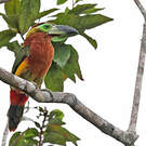 Toucanet de Reinwardt
