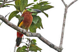 Golden-collared Toucanet