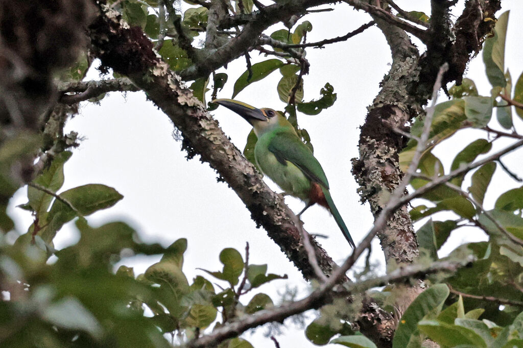 Toucanet de Wagler