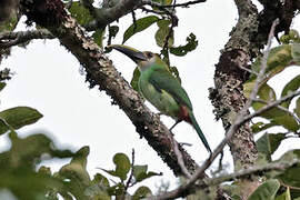 Wagler's Toucanet