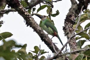 Toucanet de Wagler