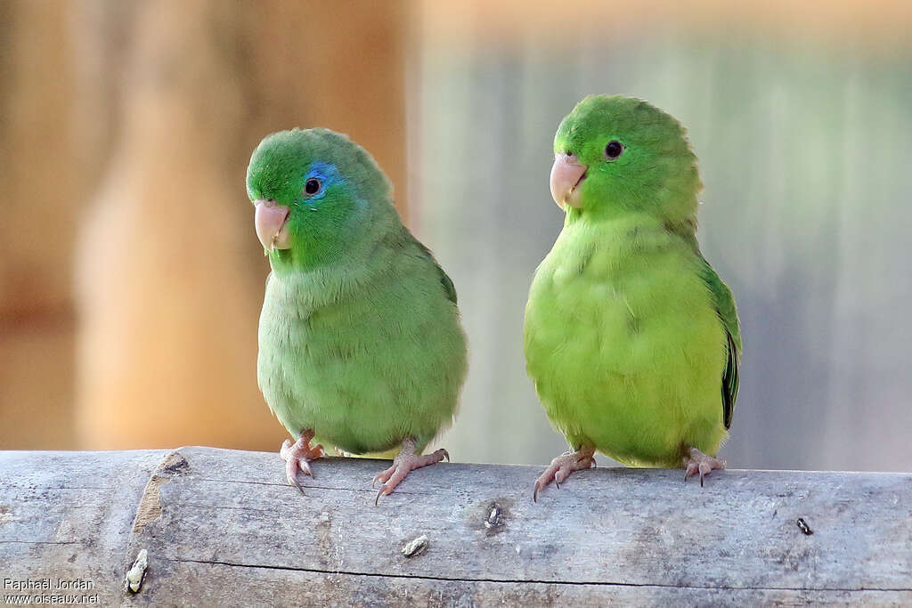 Spectacled Parrotletadult, pigmentation