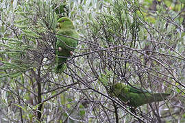 Andean Parakeet