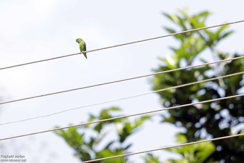 Dusky-billed Parrotlet