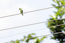 Dusky-billed Parrotlet