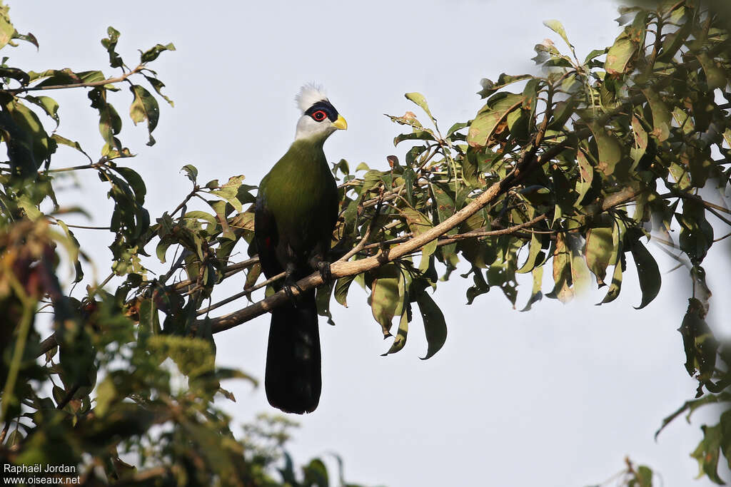 White-crested Turacoadult, habitat, pigmentation