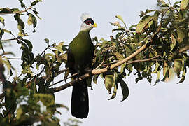 White-crested Turaco