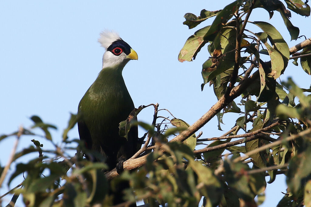 White-crested Turacoadult