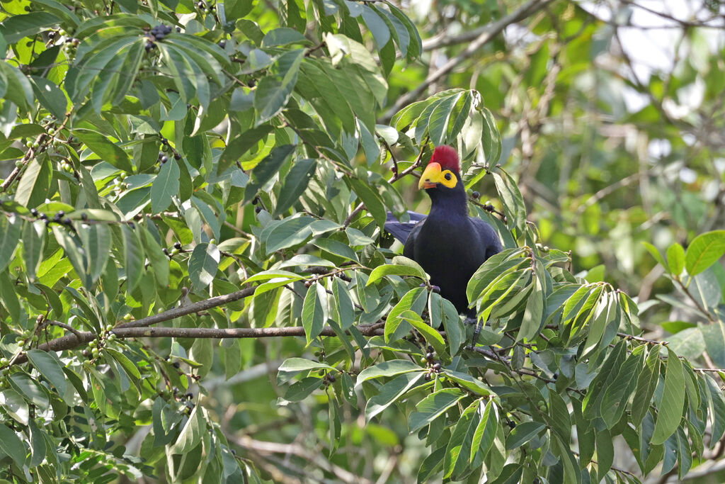 Touraco de Lady Rossadulte