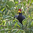 Touraco de Lady Ross
