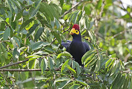 Ross's Turaco