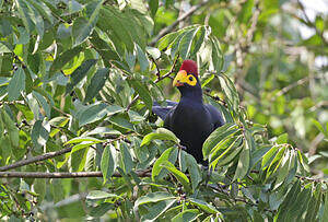 Touraco de Lady Ross