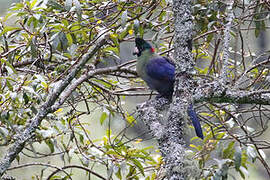 Rwenzori Turaco