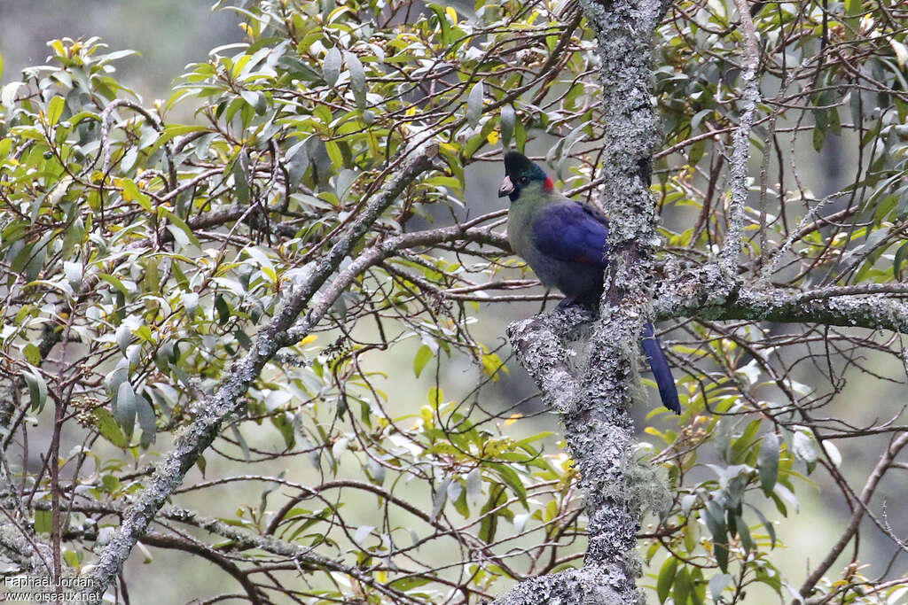 Touraco du Rwenzori adulte, identification