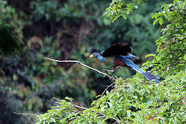 Great Blue Turaco