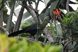 Knysna Turaco