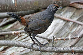 Black-throated Huet-huet