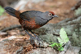 Black-throated Huet-huet