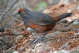 Black-throated Huet-huet